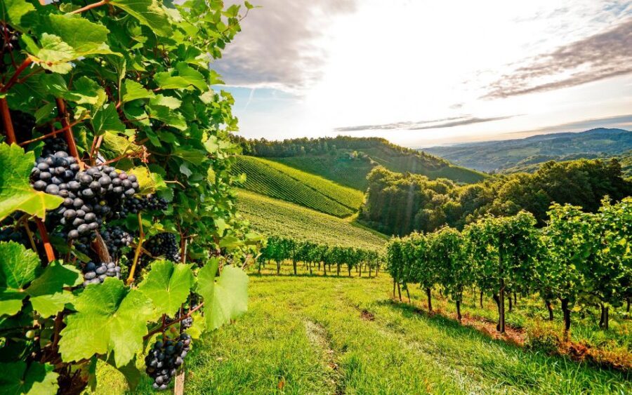 Wine Tasting - Private Half-Day Tour - Small-group comfort and language: what to confirm before you go